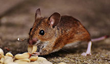 Find Exterminators in Yolo County